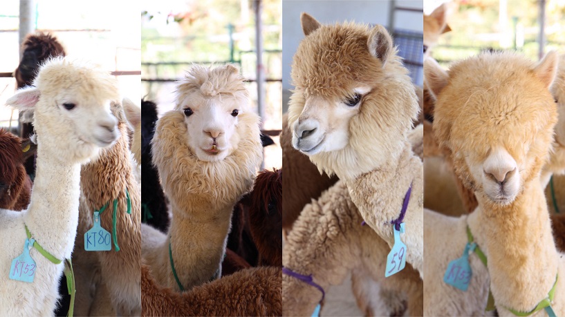 Alpalifebio Alpacas - 副本.jpg