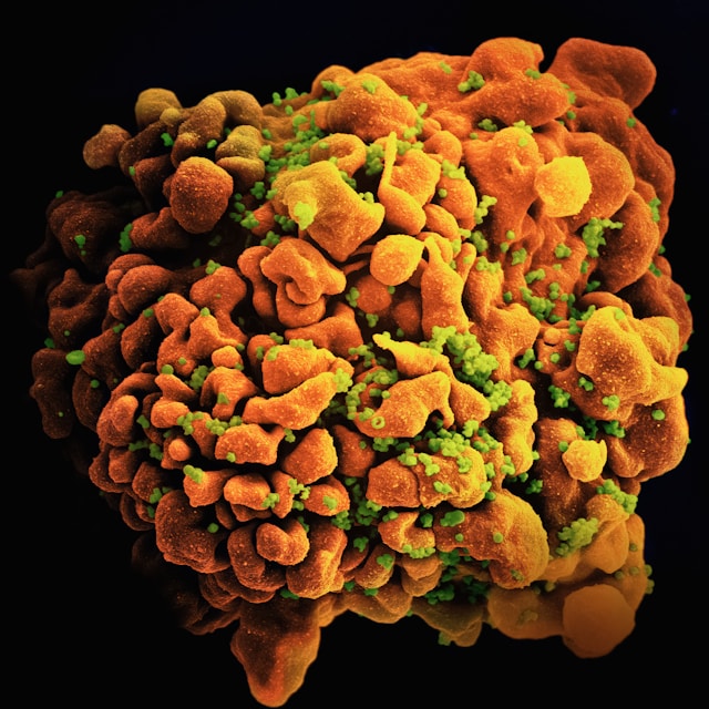 national-institute-of-allergy-and-infectious-diseases-I-Q5UozGdqM-unsplash.jpg