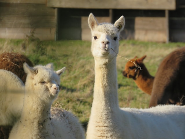 nanomice vs alpaca 500333 Ori.jpg